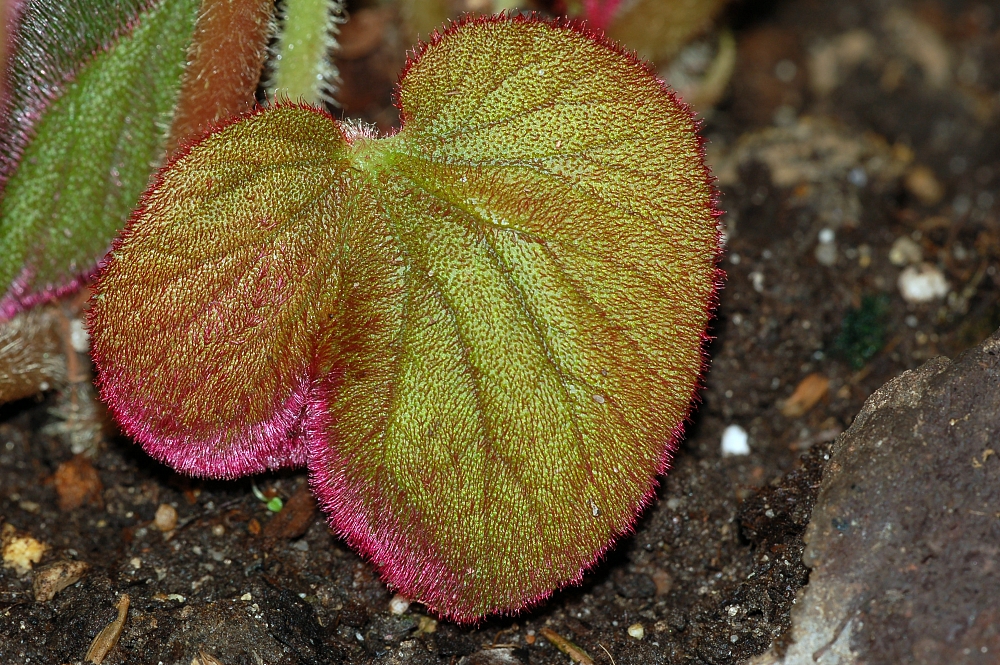 Begonia annulata: Leaves of Begonia annulata , known from India, photographed in the Botanical Garden Berlin