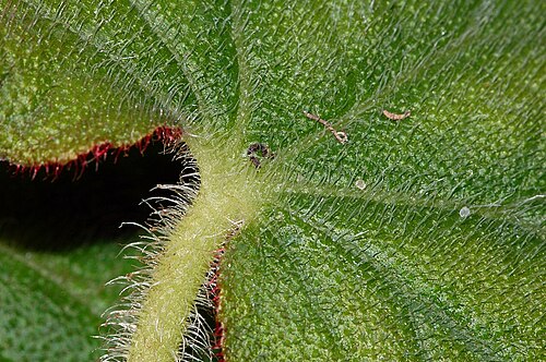 Begonia annulata: Leaves of Begonia annulata , known from India, photographed in the Botanical Garden Berlin
