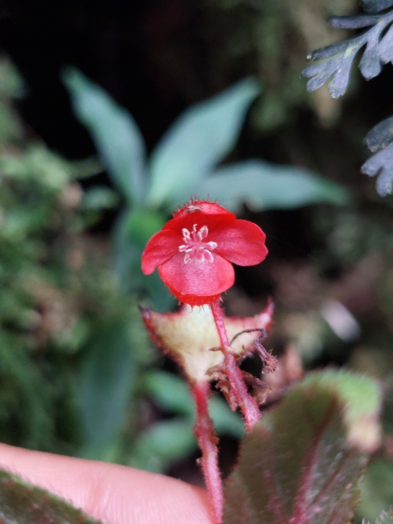 Begonia antioquensis (Begonia antioquensis)
