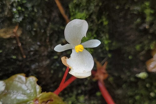 Begonia arnottiana (Begonia arnottiana)