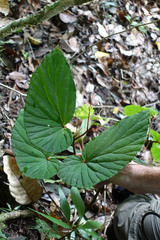 Begonia augustae (Begonia augustae)