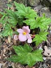 Begonia austrotaiwanensis (Begonia austrotaiwanensis)