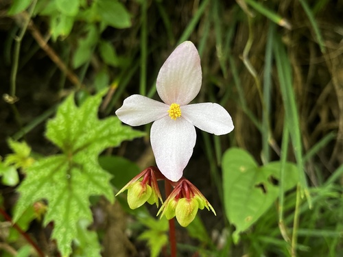 Begonia austrotaiwanensis (Begonia austrotaiwanensis)