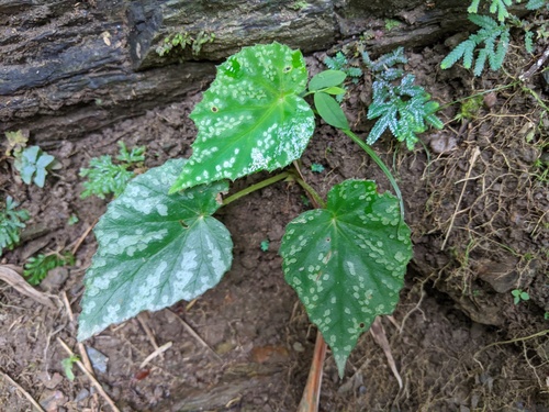 Begonia austrotaiwanensis (Begonia austrotaiwanensis)