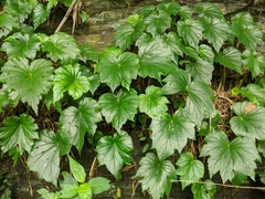 Begonia austrotaiwanensis (Begonia austrotaiwanensis)