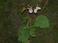Begonia austrotaiwanensis (Begonia austrotaiwanensis)