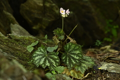 Begonia austrotaiwanensis (Begonia austrotaiwanensis)