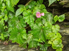 Begonia austrotaiwanensis (Begonia austrotaiwanensis)