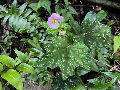 Begonia austrotaiwanensis (Begonia austrotaiwanensis)