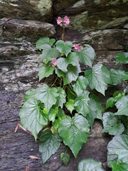 Begonia austrotaiwanensis (Begonia austrotaiwanensis)