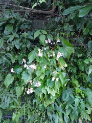 Begonia austrotaiwanensis (Begonia austrotaiwanensis)