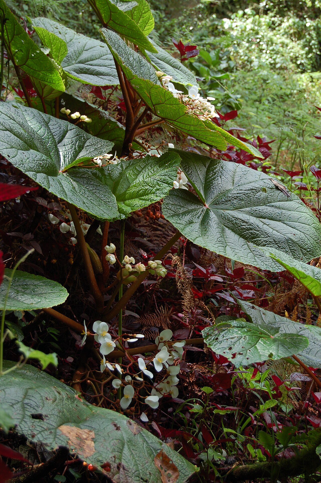 Begonia baccata: Begonia baccata