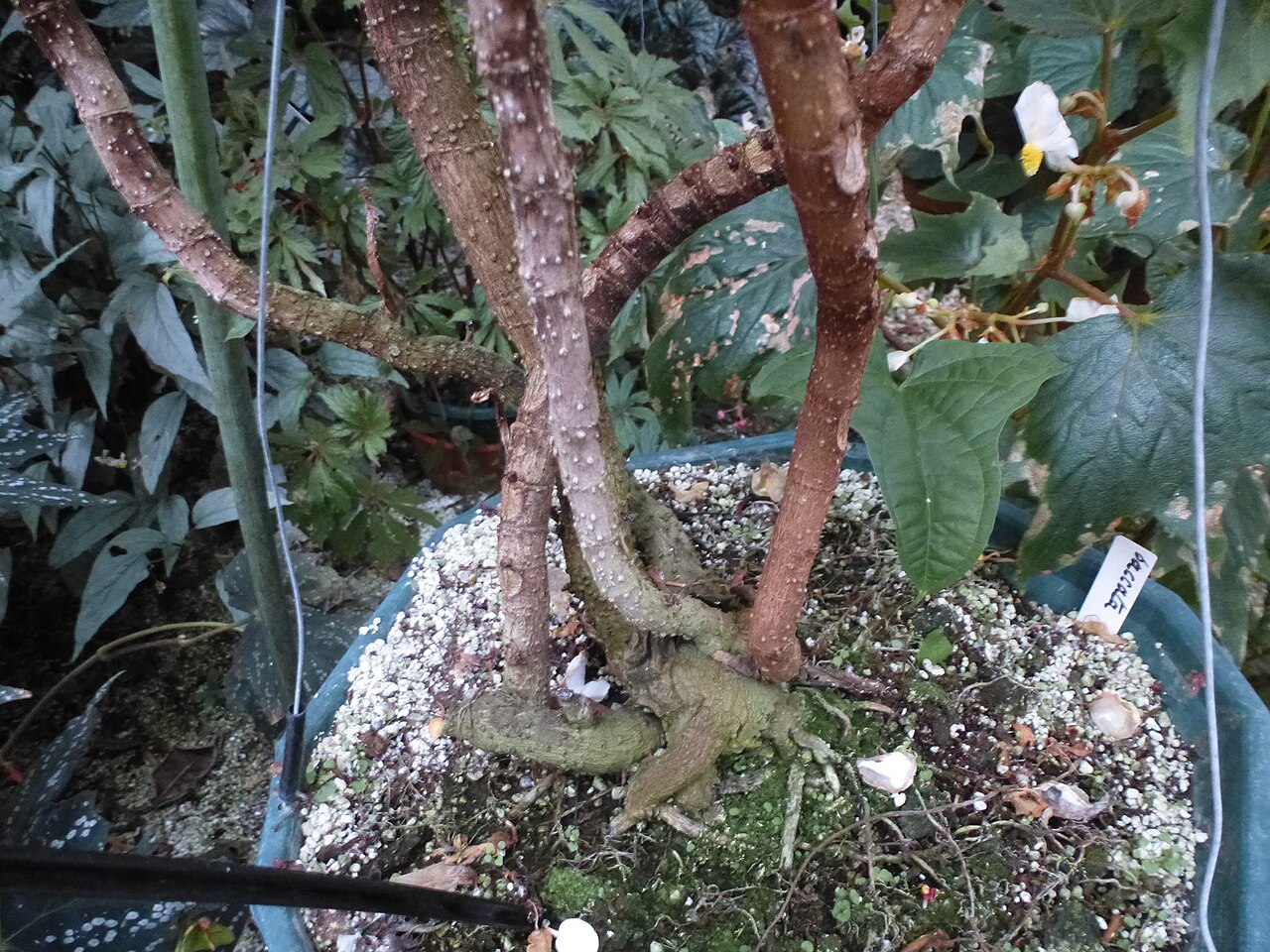 Begonia baccata: Begonia baccata Hook. Conservatoire du bégonia, Rochefort-sur-Mer, Charente-Maritime (17), France, Europe.