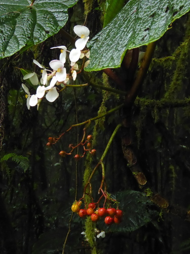Begonia baccata (Begonia baccata)
