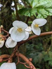Begonia baccata (Begonia baccata)