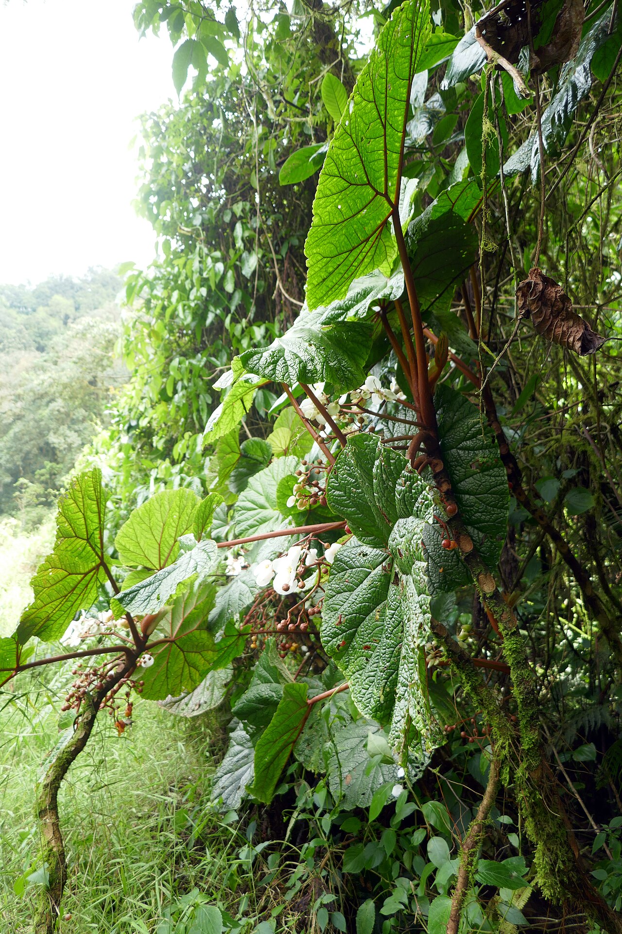 Begonia baccata: Bégonia géant ( Begonia baccata ), plante endémique de São Tomé-et-Principe, ici aux abords de l'ancien lac de cratère Amélia, sur l'île de São Tomé, dans le di