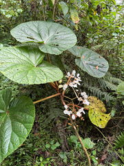 Begonia baccata (Begonia baccata)