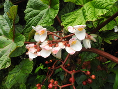 Begonia baccata (Begonia baccata)