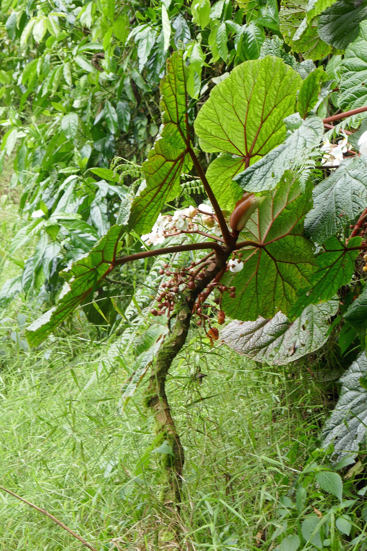 Begonia baccata: Bégonia géant ( Begonia baccata ), plante endémique de São Tomé-et-Principe, ici aux abords de l'ancien lac de cratère Amélia, sur l'île de São Tomé, dans le di