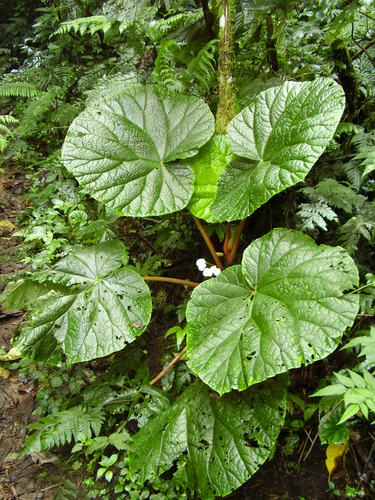Begonia baccata (Begonia baccata)