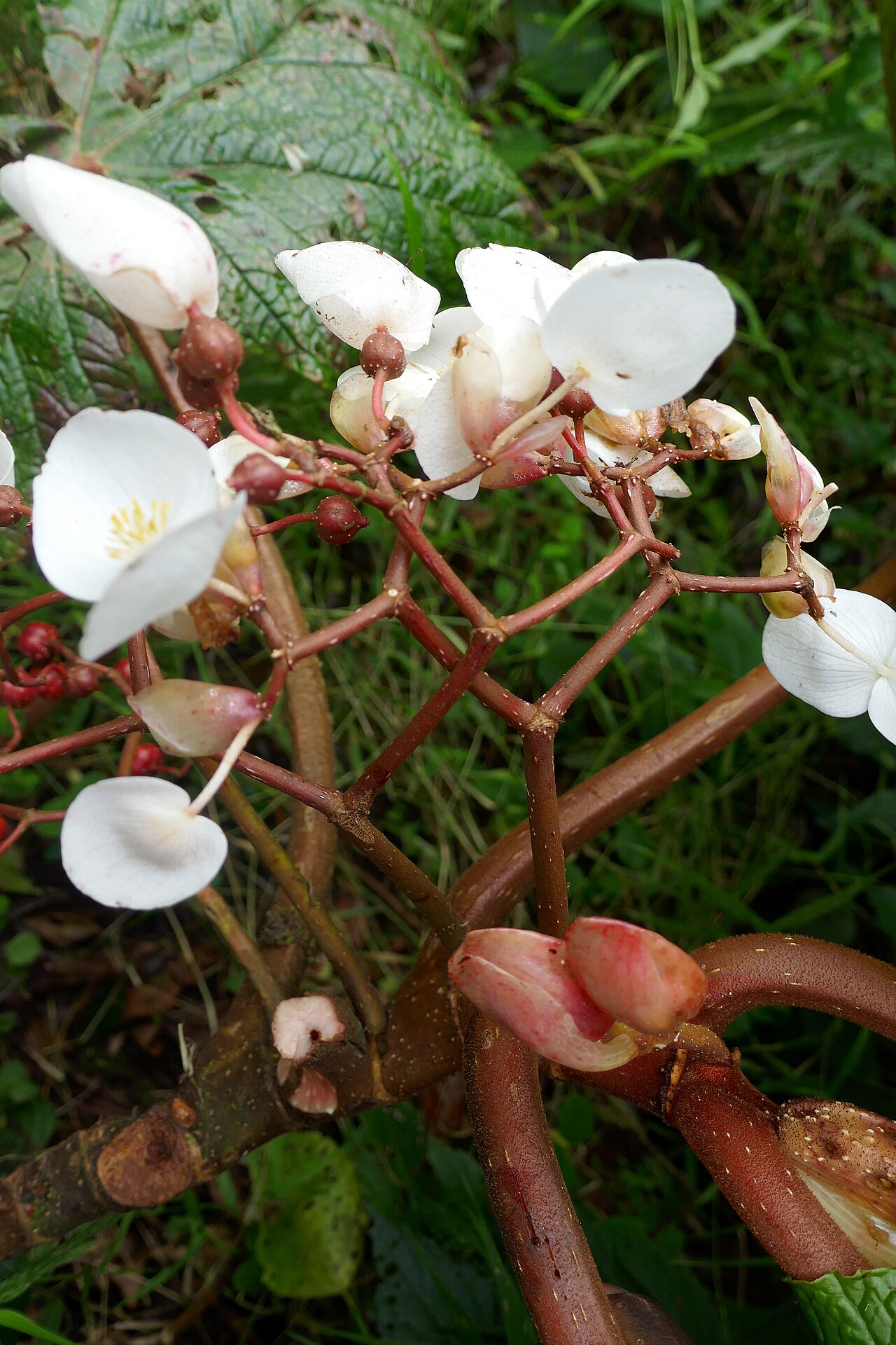 Begonia baccata: Bégonia géant ( Begonia baccata ), plante endémique de São Tomé-et-Principe, ici aux abords de l'ancien lac de cratère Amélia, sur l'île de São Tomé, dans le di