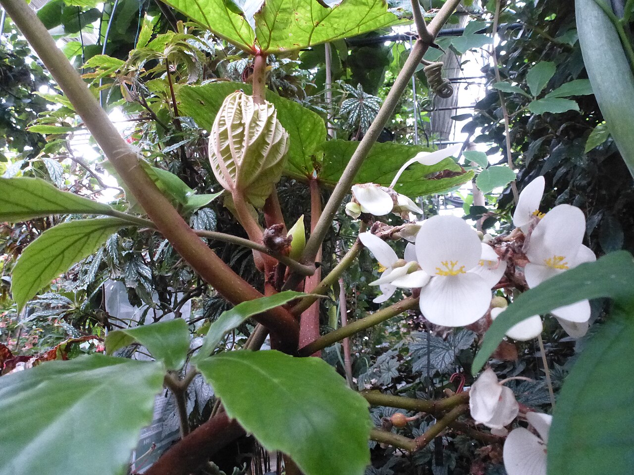 Begonia baccata: Begonia baccata Hook. Conservatoire du bégonia, Rochefort-sur-Mer, Charente-Maritime (17), France, Europe.