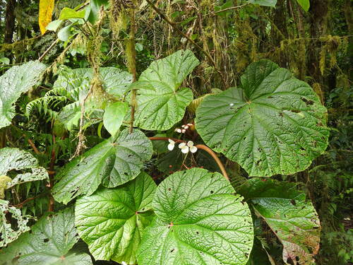 Begonia baccata (Begonia baccata)