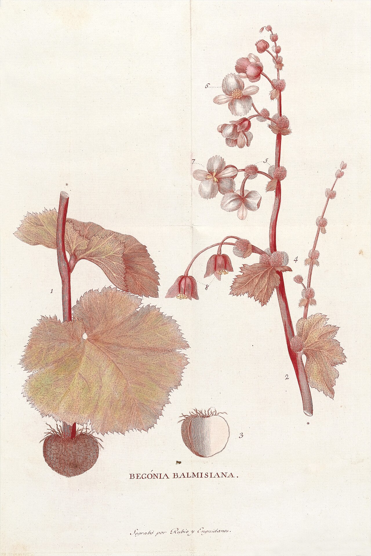 Begonia balmisiana: Begonia Balmisiana Rare Books Keywords: Skincare; Plants; Plant; Alternative medicine