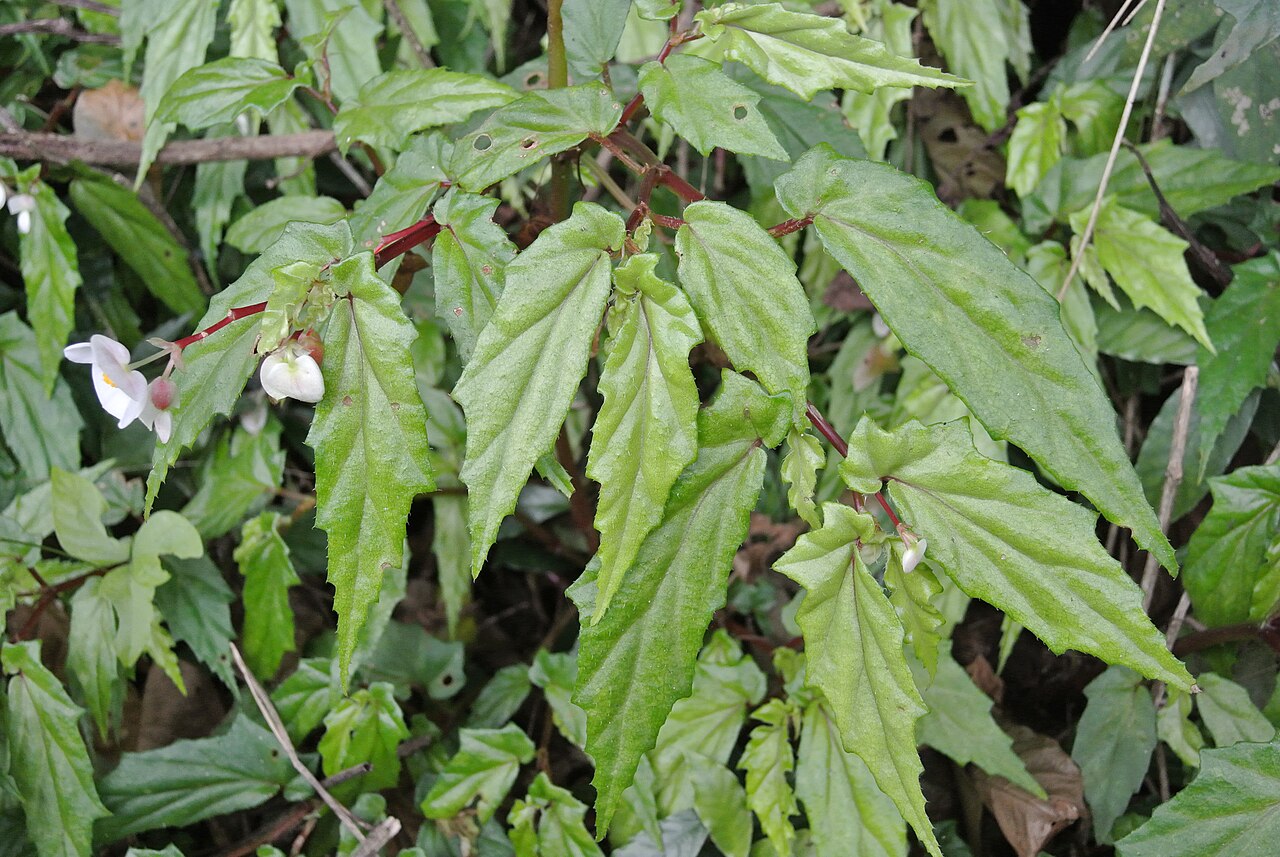 Begonia banaoensis: taken in Cuba, in Reserva Ecológica Lomas de Banao (Finca la Sabina) identification by the great Merlis Ramirez Artiles