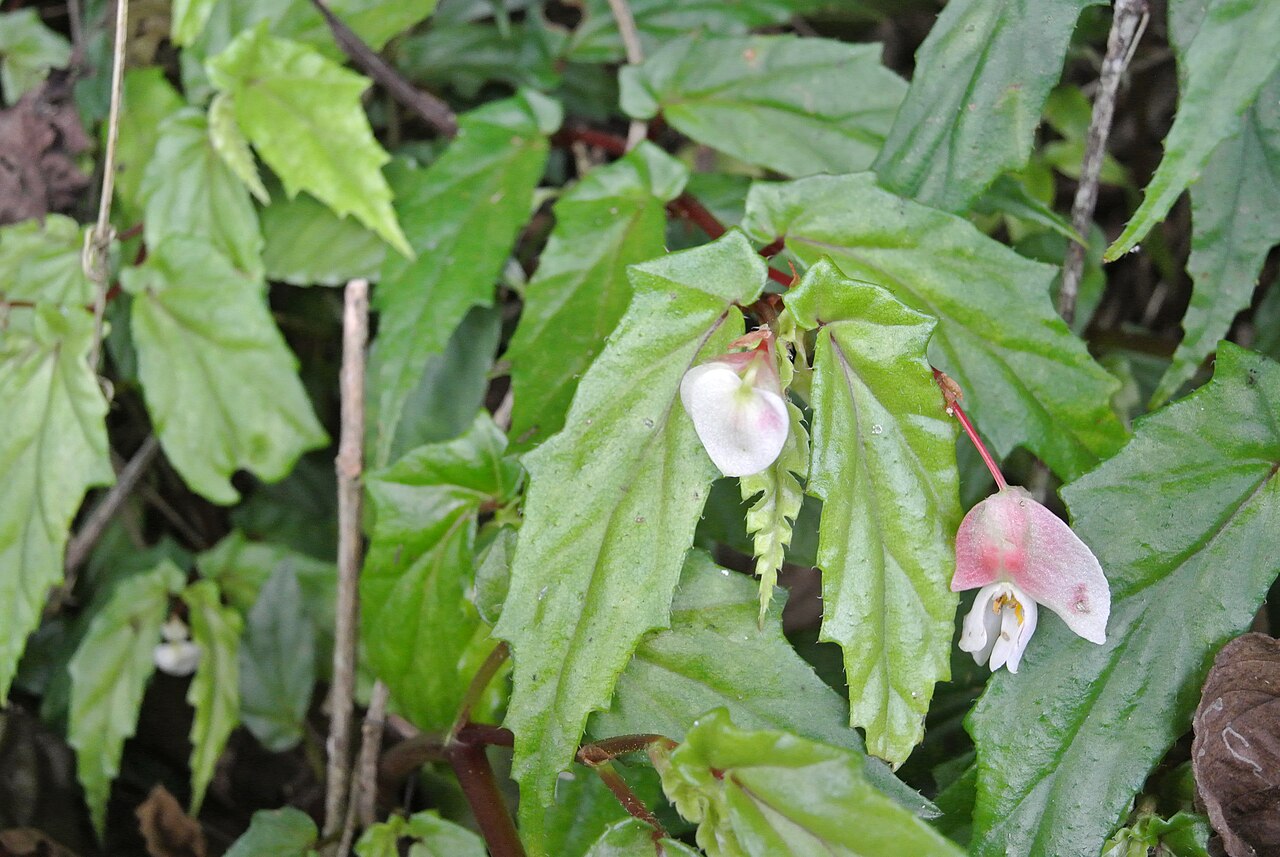 Begonia banaoensis: taken in Cuba, in Reserva Ecológica Lomas de Banao (Finca la Sabina) identification by the great Merlis Ramirez Artiles