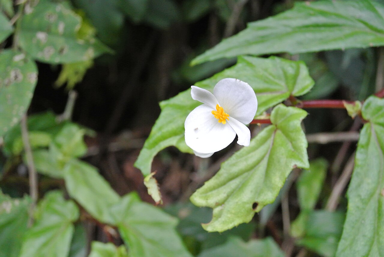 Begonia banaoensis: taken in Cuba, in Reserva Ecológica Lomas de Banao (Finca la Sabina) identification by the great Merlis Ramirez Artiles