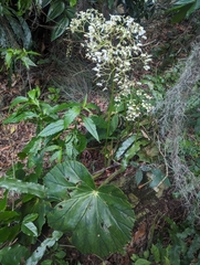 Begonia barkeri (Begonia barkeri)