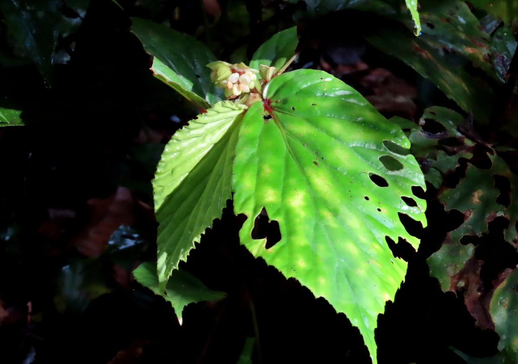 Begonia basintaliana (Begonia basintaliana)