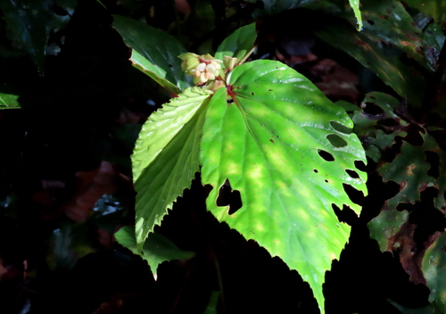 Begonia basintaliana (Begonia basintaliana)