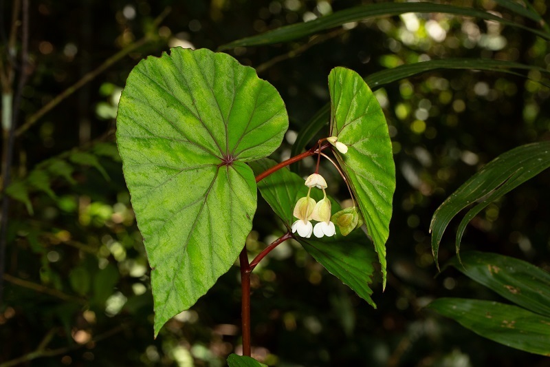 Begonia beryllae (Begonia beryllae)