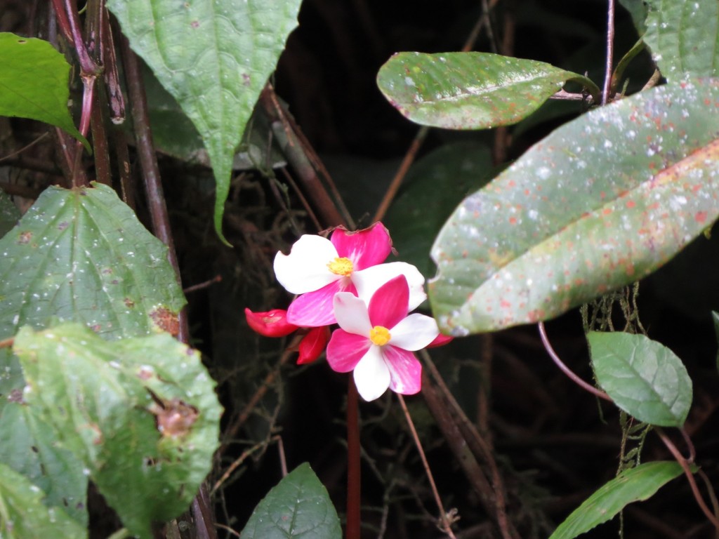 Begonia betsimisaraka (Begonia betsimisaraka)