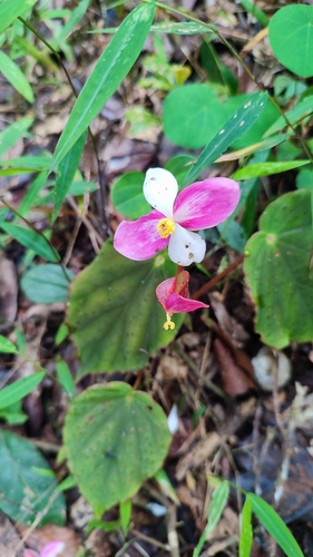 Begonia betsimisaraka (Begonia betsimisaraka)