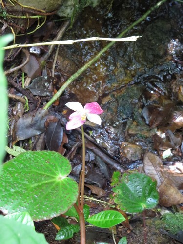 Begonia betsimisaraka (Begonia betsimisaraka)