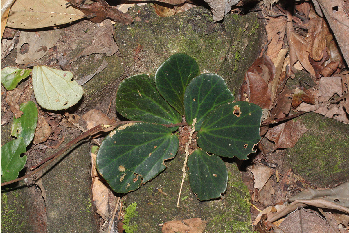 Begonia blancii: B. blancii in situ - raab bustamante