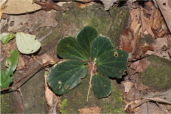 Begonia blancii: B. blancii in situ - raab bustamante