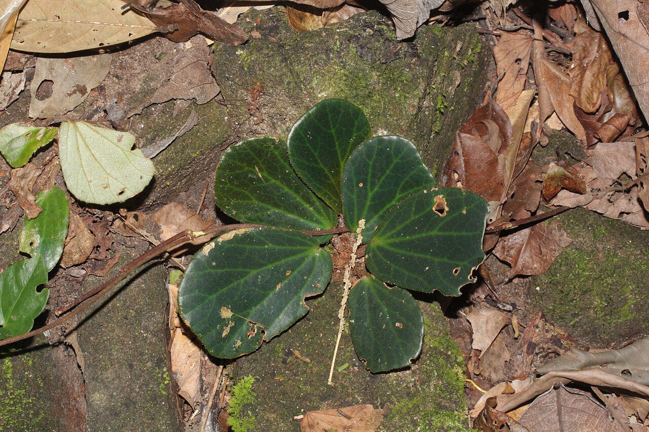 Begonia blancii: habitus