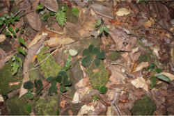 Begonia blancii: B. blancii in situ - raab bustamante