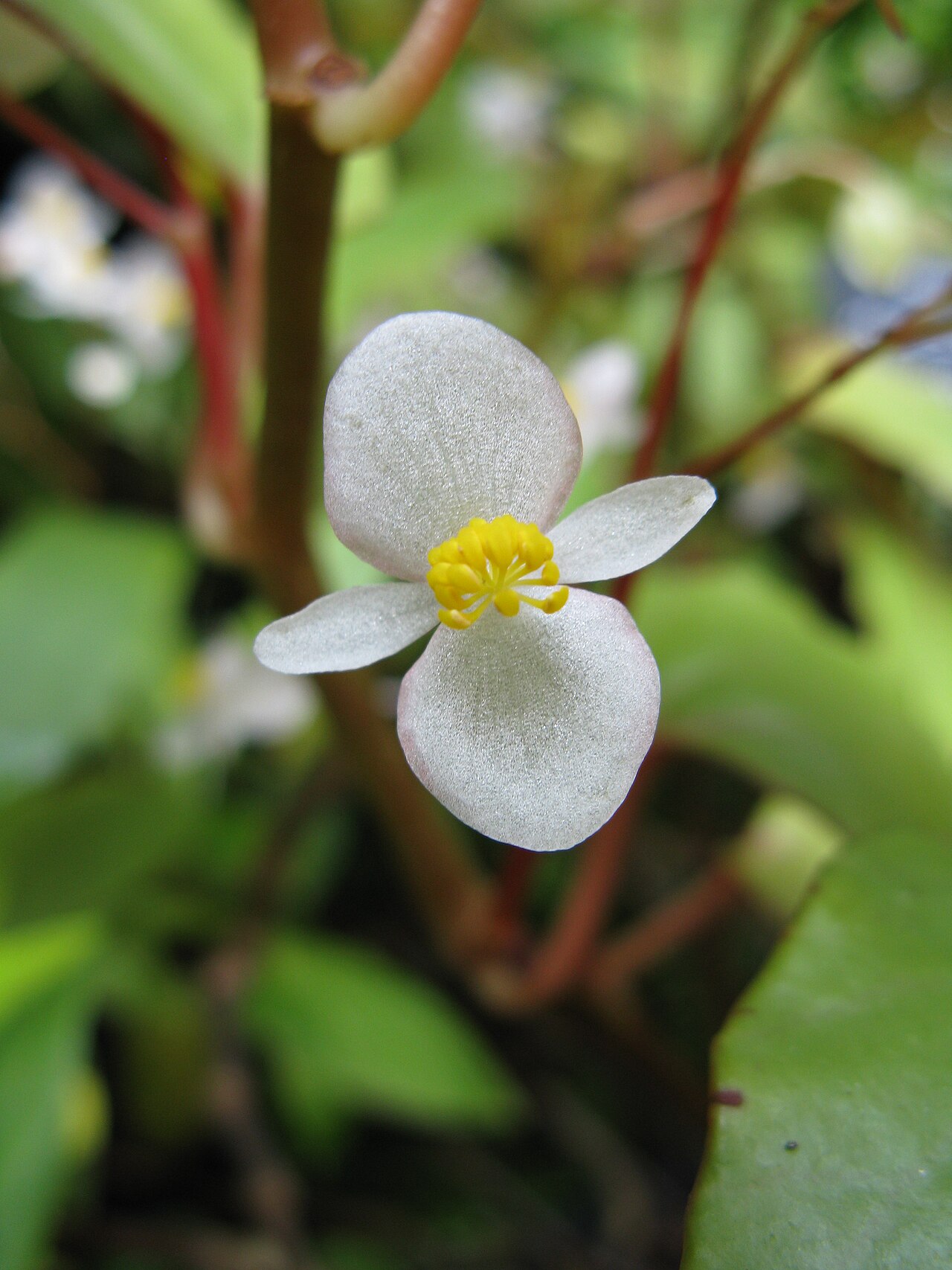 Begonia boisiana: Scientific name Begonia boisiana Place:Osaka Prefectural Flower Garden,Osaka,Japan
