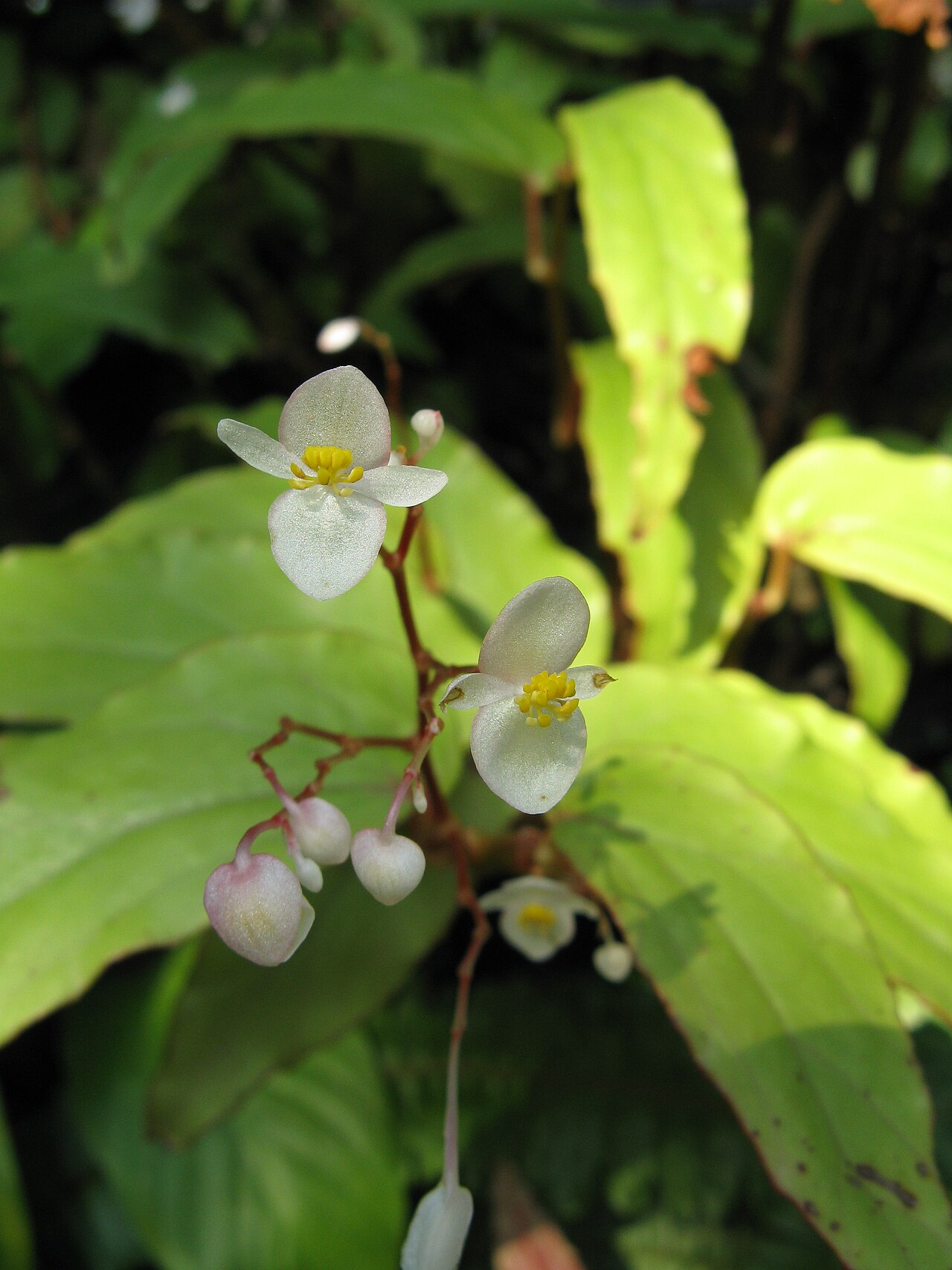 Begonia boisiana: Scientific name Begonia boisiana Place:Osaka Prefectural Flower Garden,Osaka,Japan