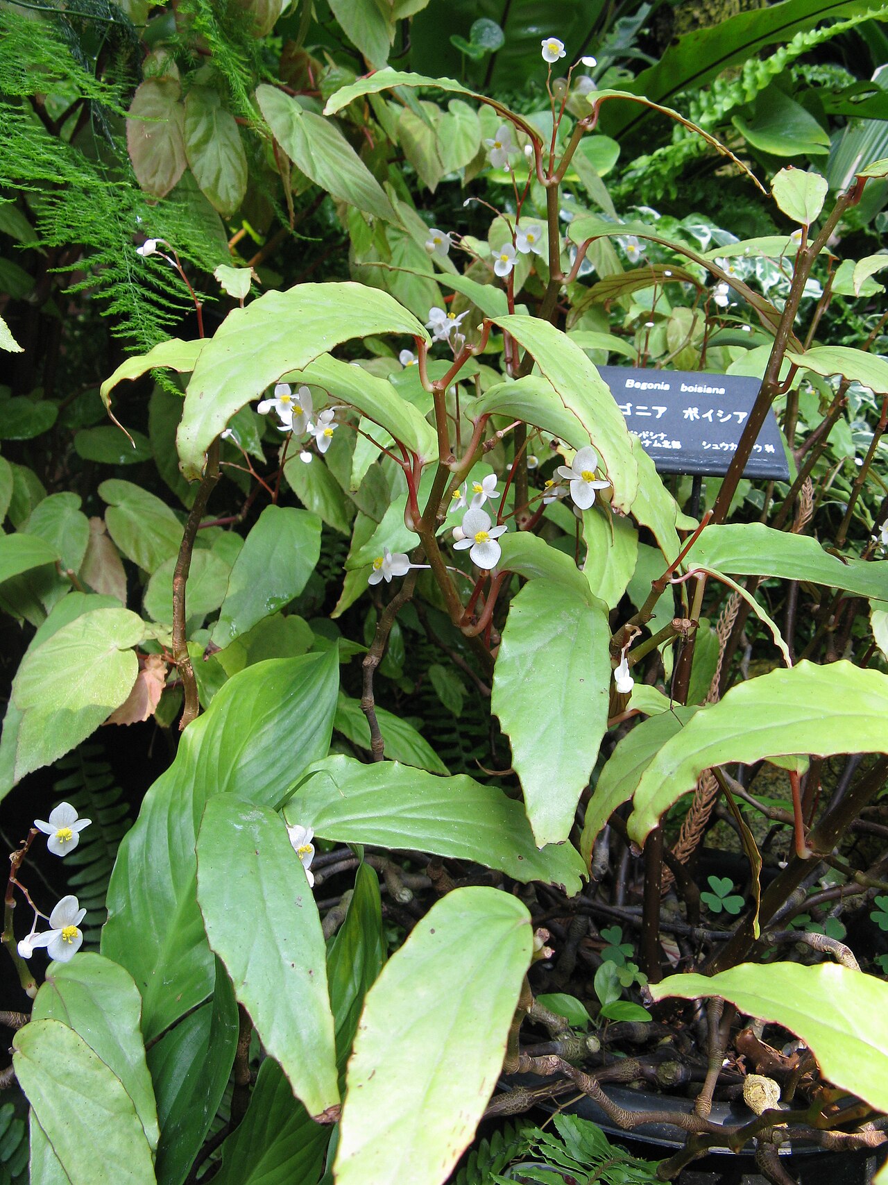 Begonia boisiana: Scientific name Begonia boisiana Place:Osaka Prefectural Flower Garden,Osaka,Japan