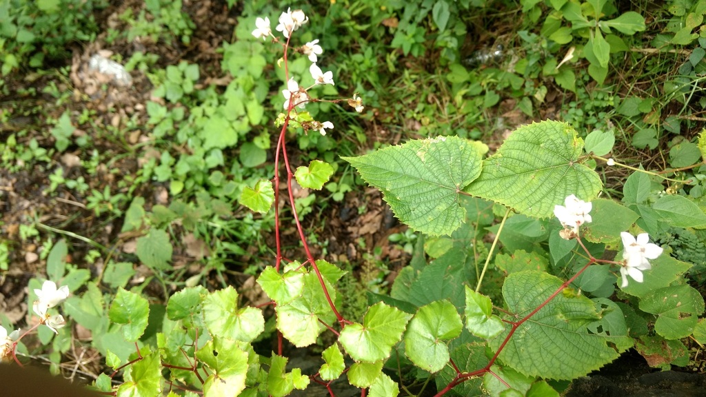 Begonia boissieri (Begonia boissieri)