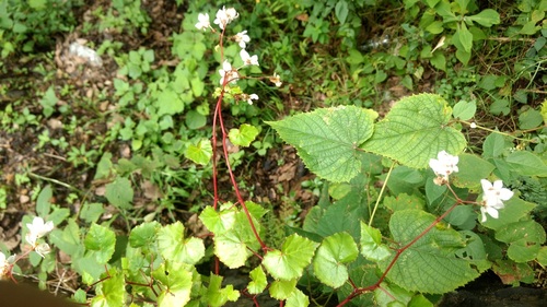 Begonia boissieri (Begonia boissieri)