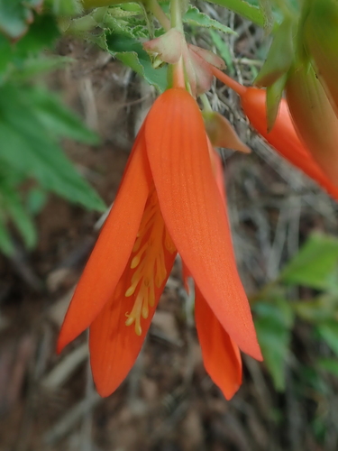 Begonia boliviensis (Begonia boliviensis)
