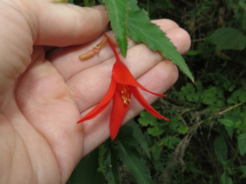 Begonia boliviensis (Begonia boliviensis)