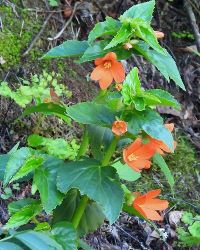 Begonia boliviensis (Begonia boliviensis)